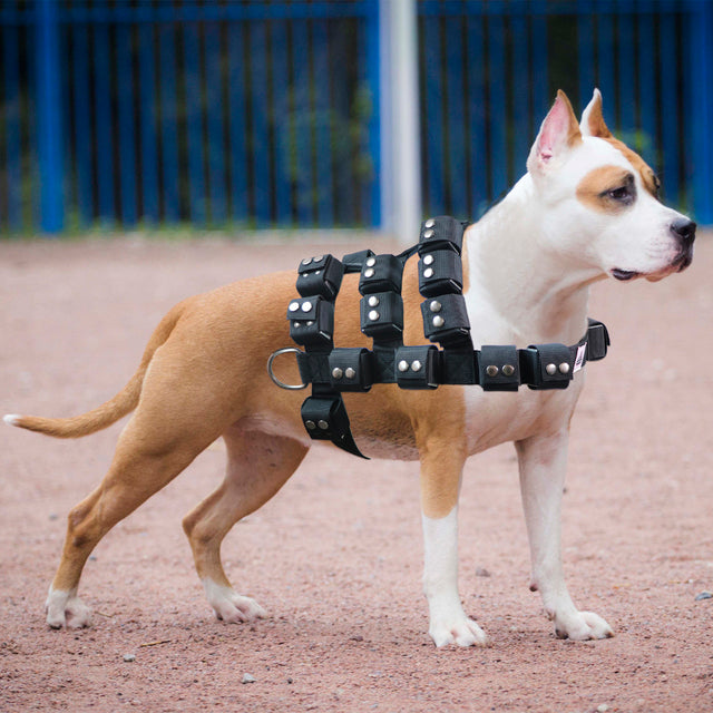 HARNAIS LESTÉ POUR CHIEN