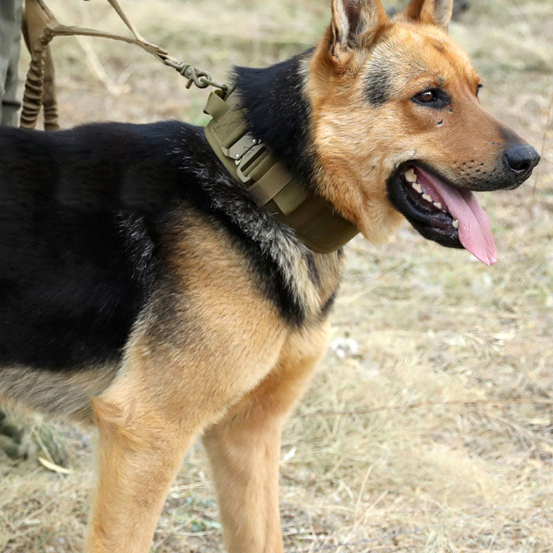 Collier d'entraînement pour chien avec structure en métal réglable